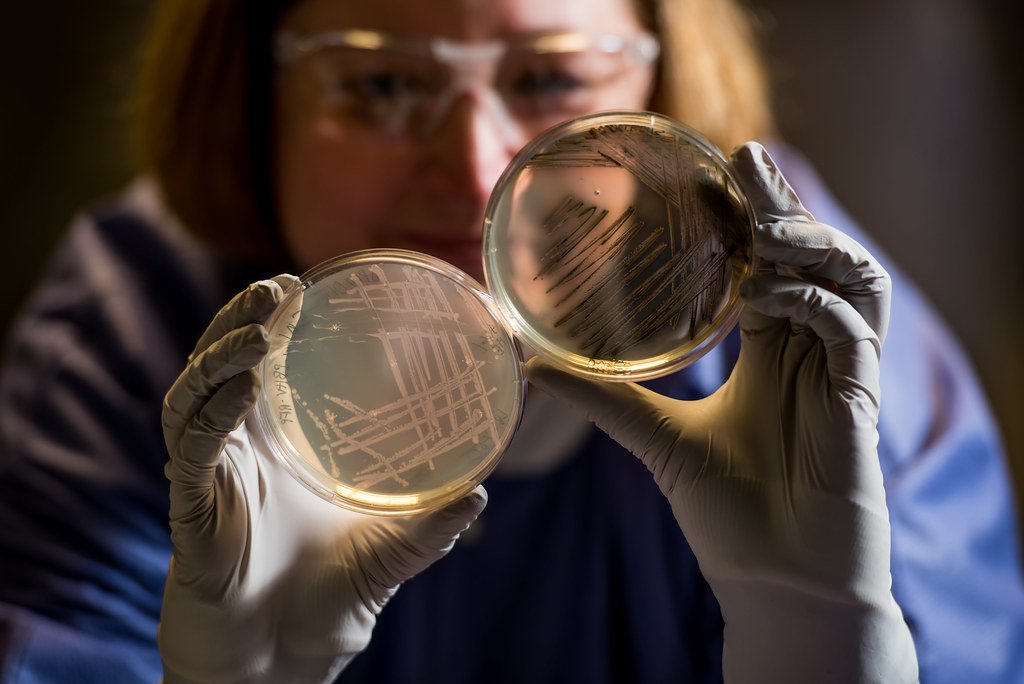 Ricercatrice in laboratorio osserva due piastre di coltura cellulare